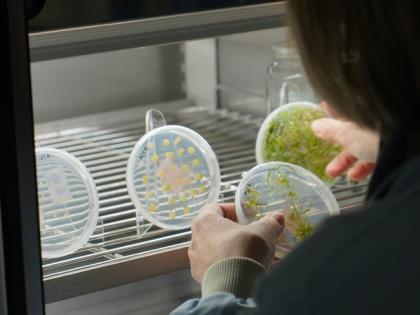 Scientist examining plants in a growth chamber - Science Museum Group