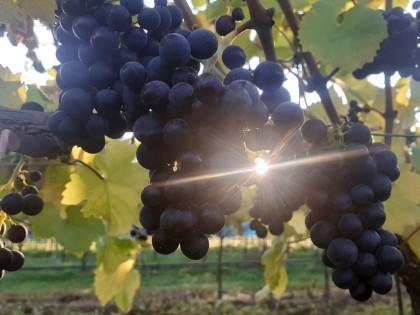 Sun shining through grapes on a vine at NIAB's East Malling site, Kent