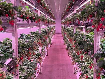 Strawberries growing in a vertical farming unit