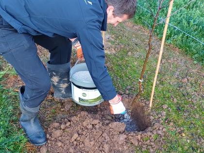 Niab staff member amending soil while planting an apple
