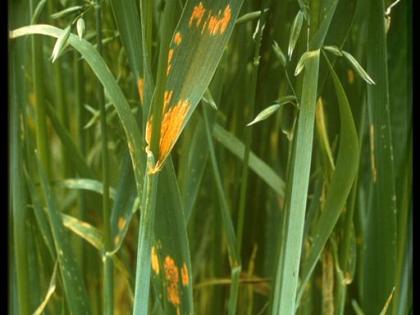 Oat crown rust