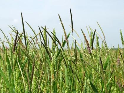 Black-grass in a field of wheat