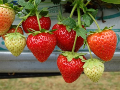 Strawberries growing at Niab