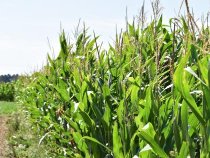 Maize