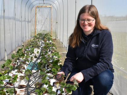 Niab staff member, Sarah Arnold, in a polytunnel