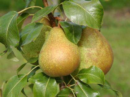 Pears