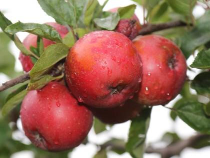 Apples growing on a tree