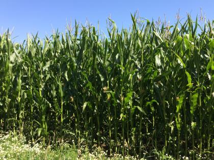 Forage maize