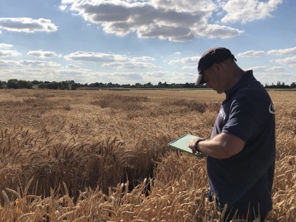 Niab's Phil Howell assessing wheat in a field