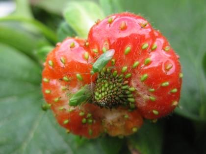 Common green capsid on a strawberry