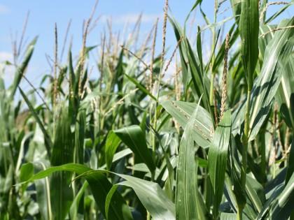 Maize trials growing at NIAB HQ, Cambridgeshire