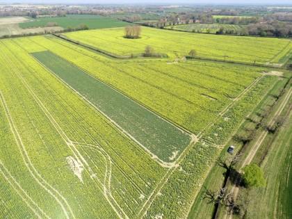 Field of flowering oilseed rape