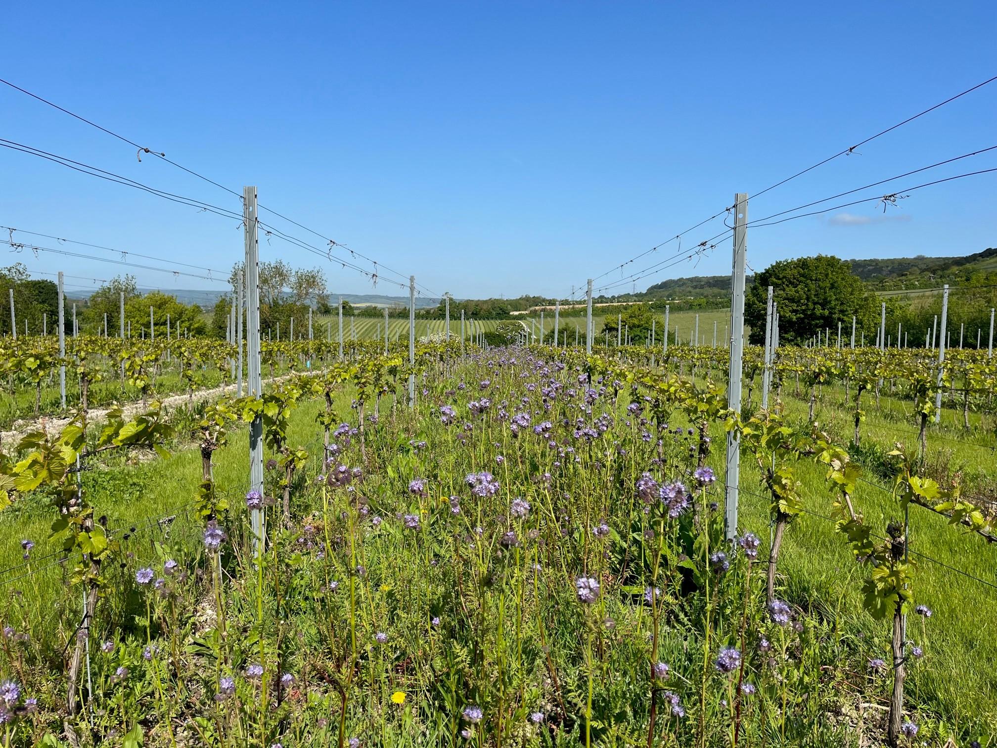 Phacelia growing at Chapel Down