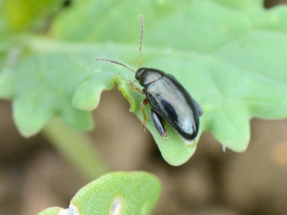 Cabbage stem flea beetle