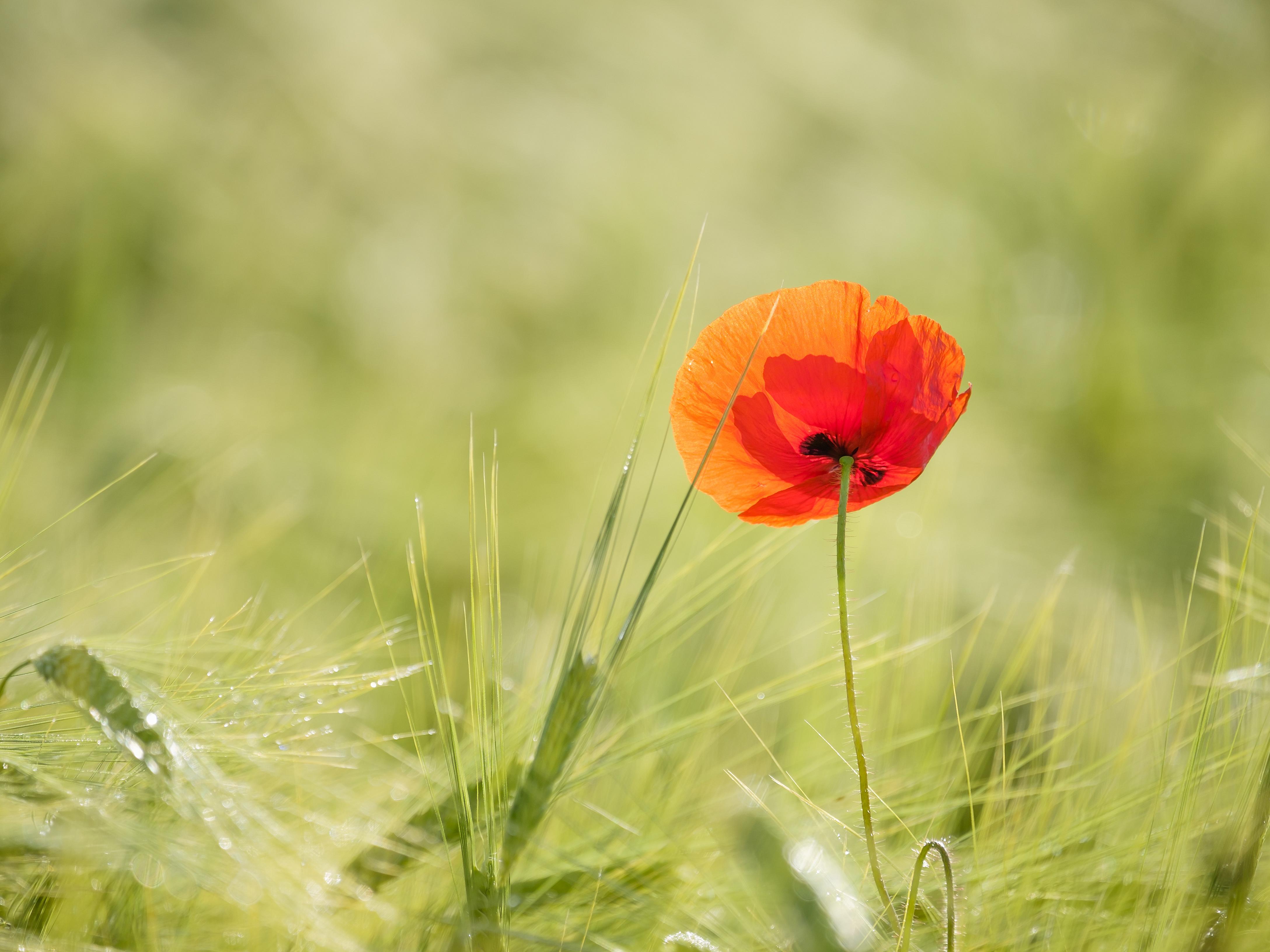 A poppy growing in an arable field