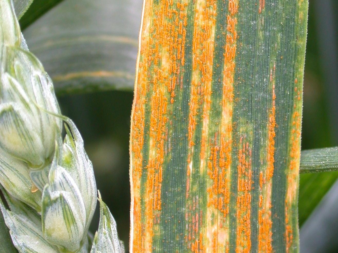 Yellow rust on a wheat leaf