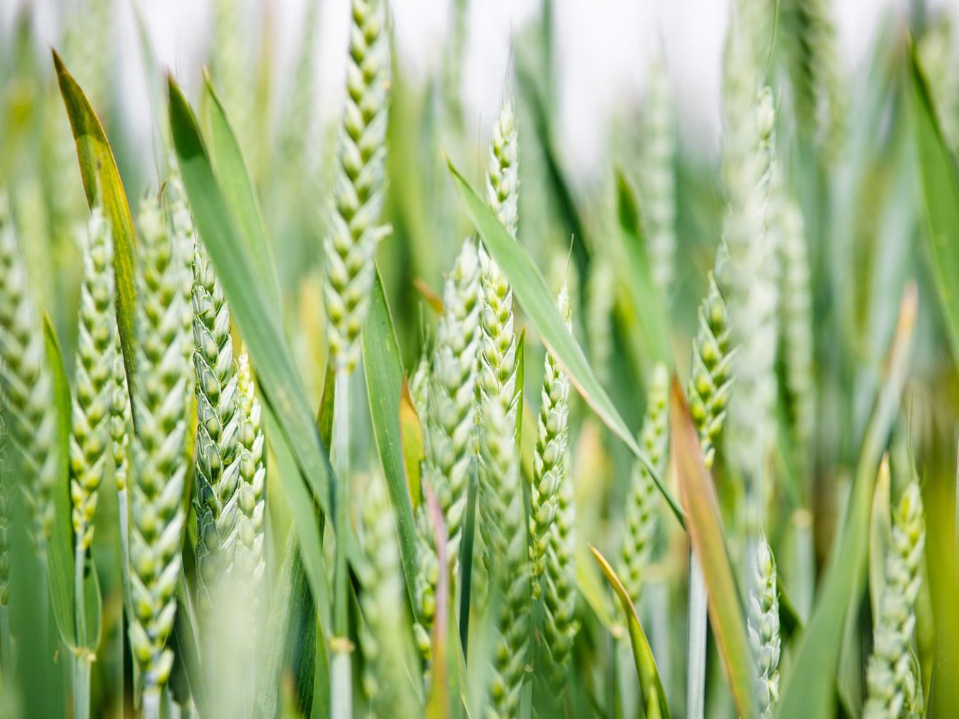 Wheat growing in a field