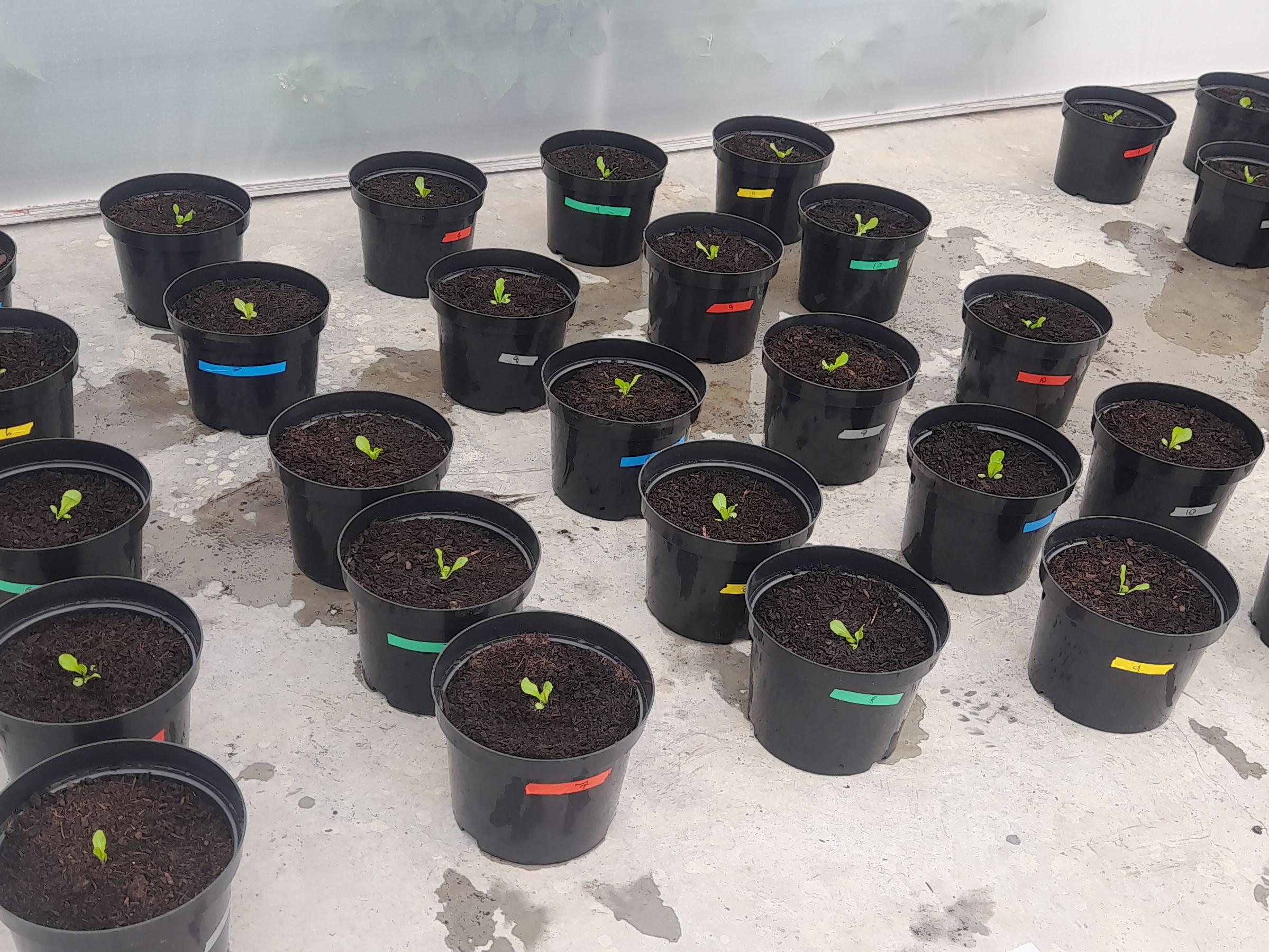 Assessing lettuce growth in recycled coir