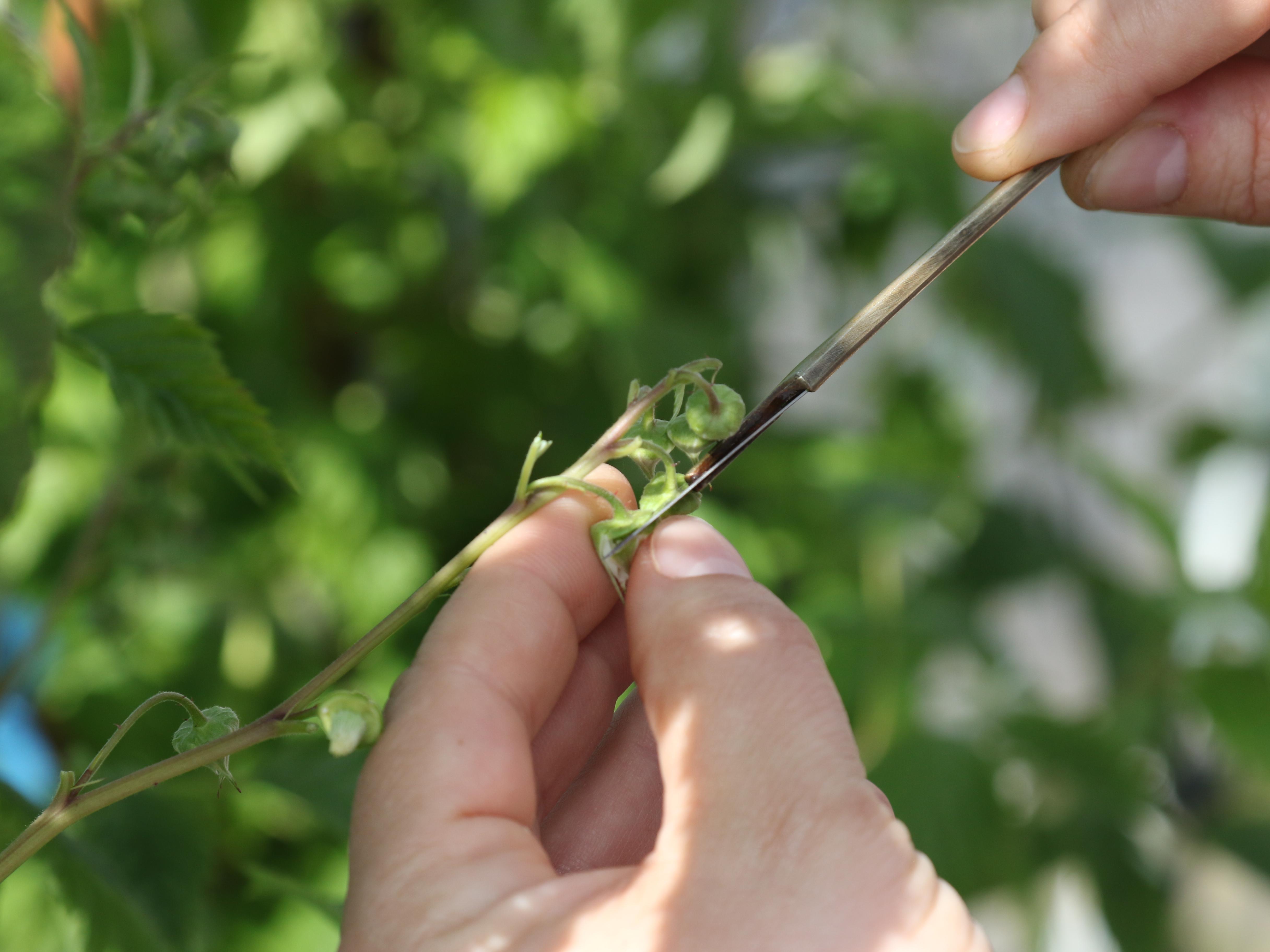 Niab staff working on the Soft Fruit GIN