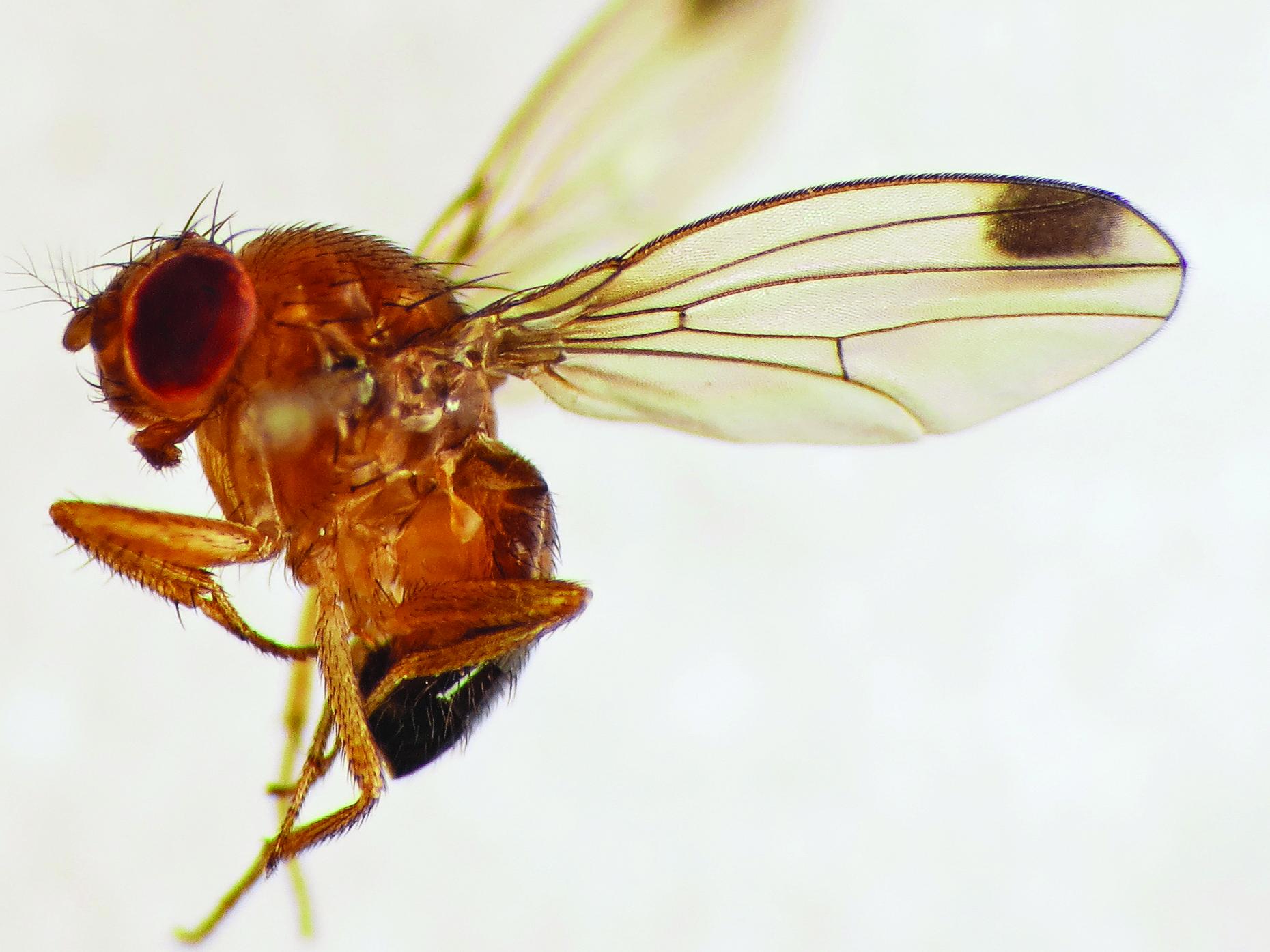 Male Spotted Wing Drosophila