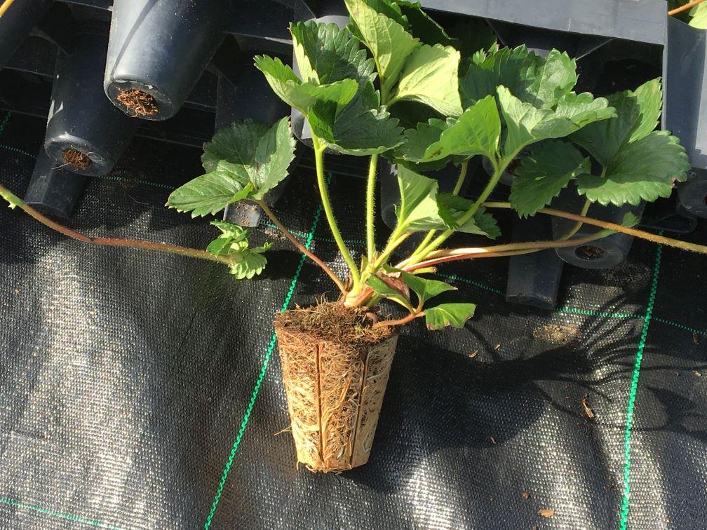 Strawberry plant grown in a controlled environment