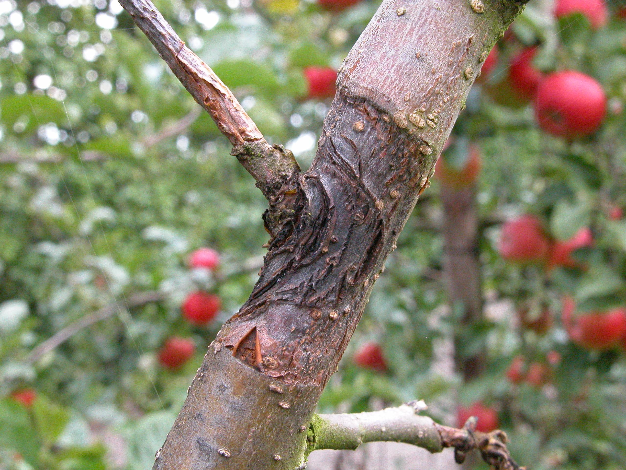 Apple canker
