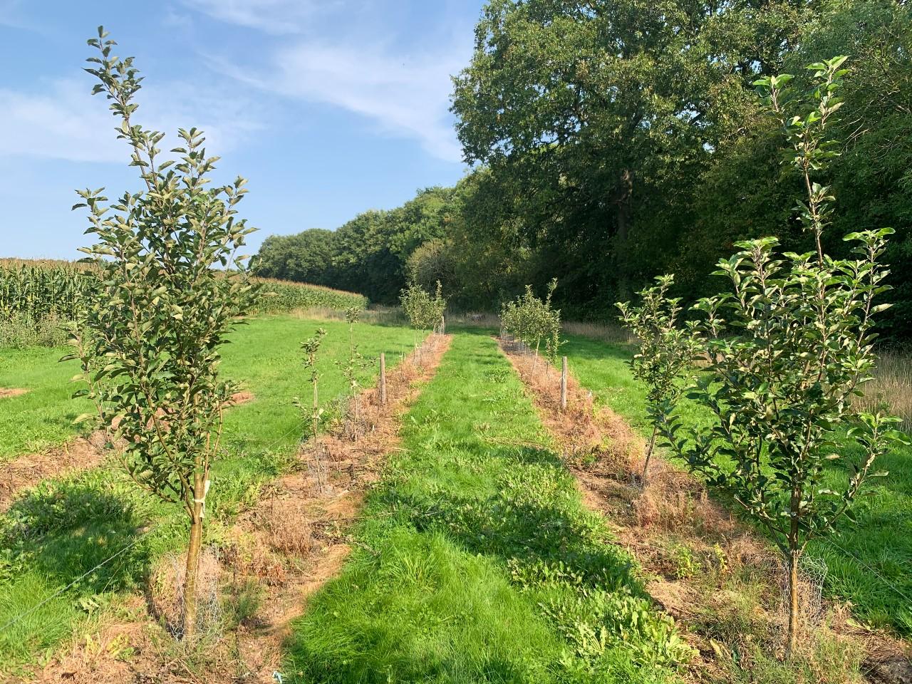 Apple orchard