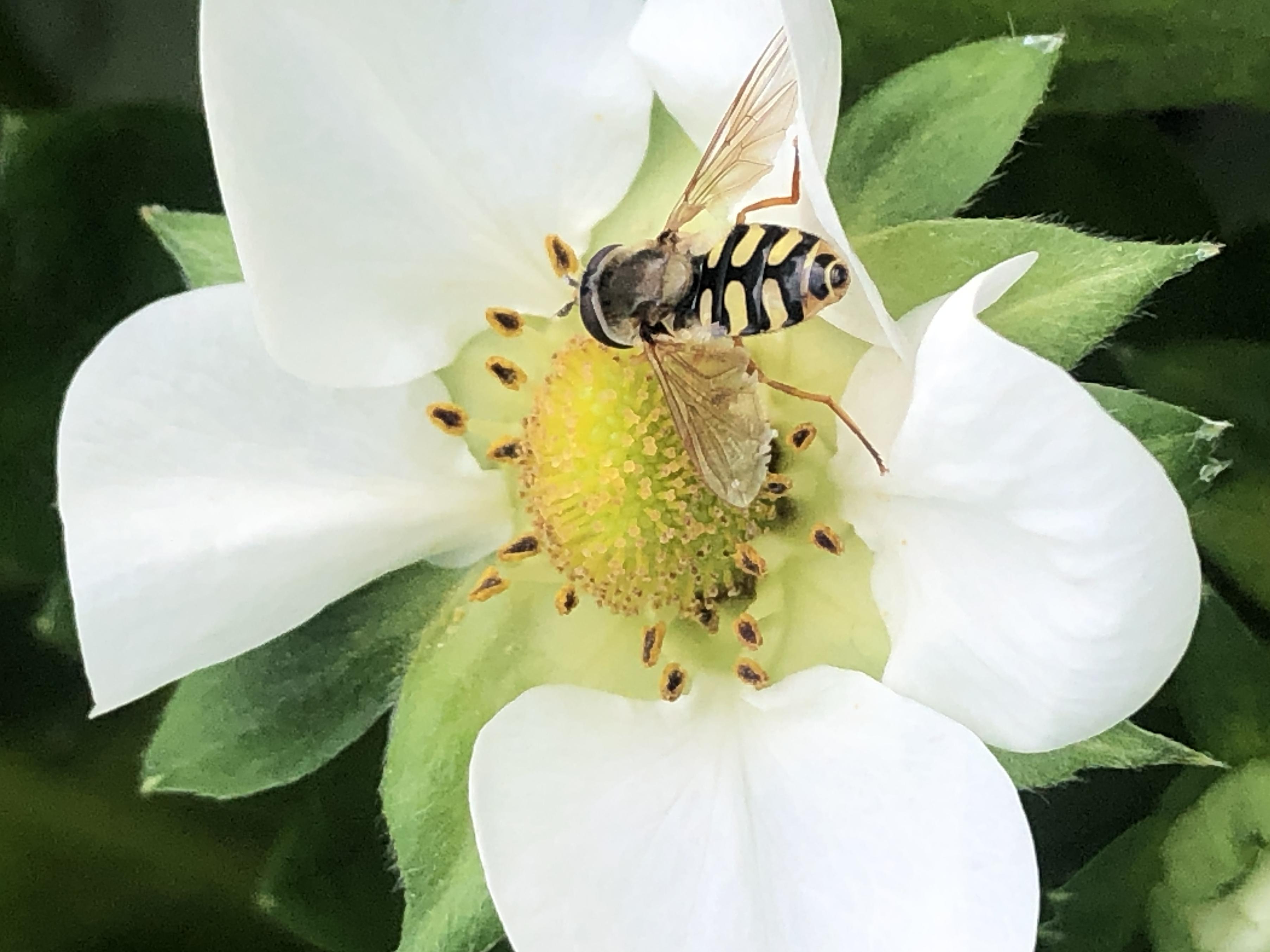 Hoverfly feeding on flower