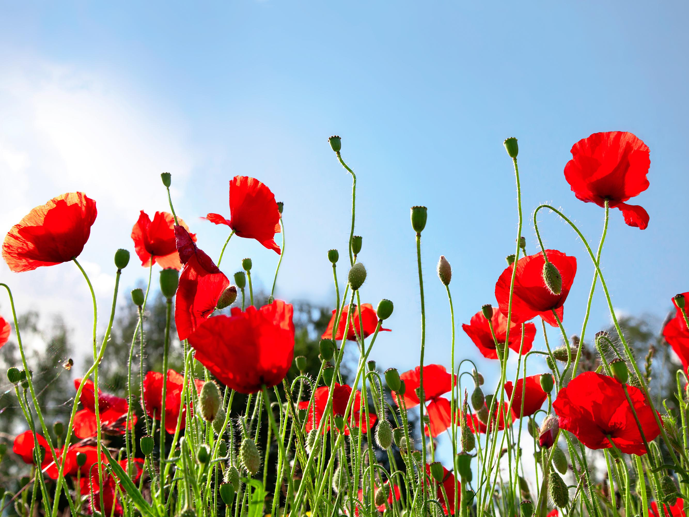 Poppies in an arable field