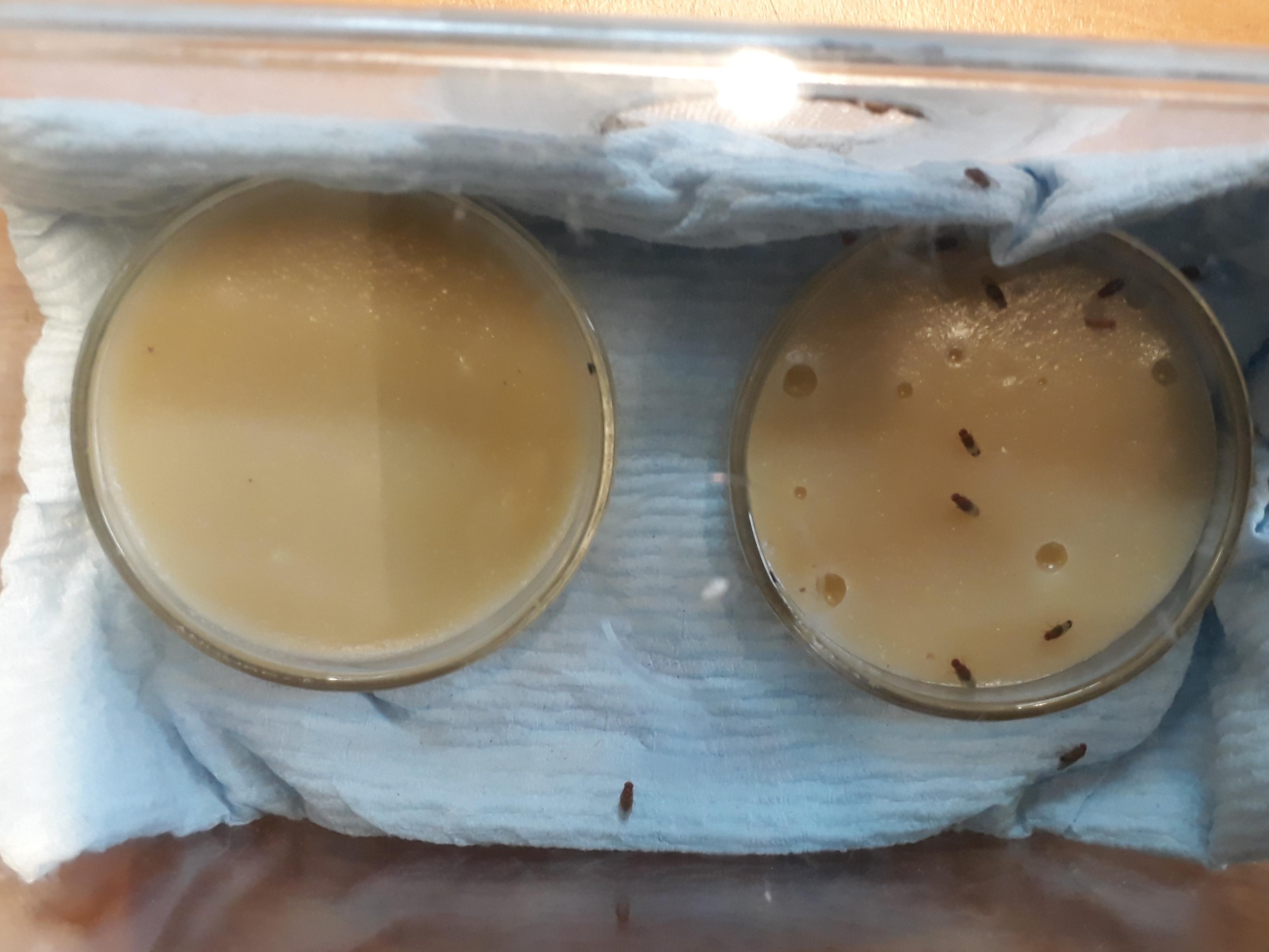 SWD adults exposed to media previously exposed to D. melanogaster