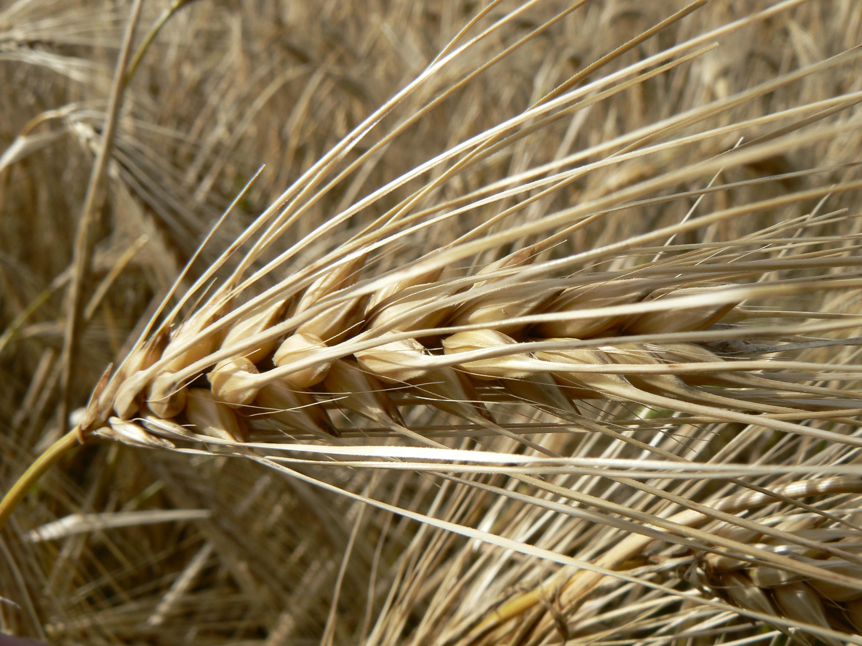 Barley