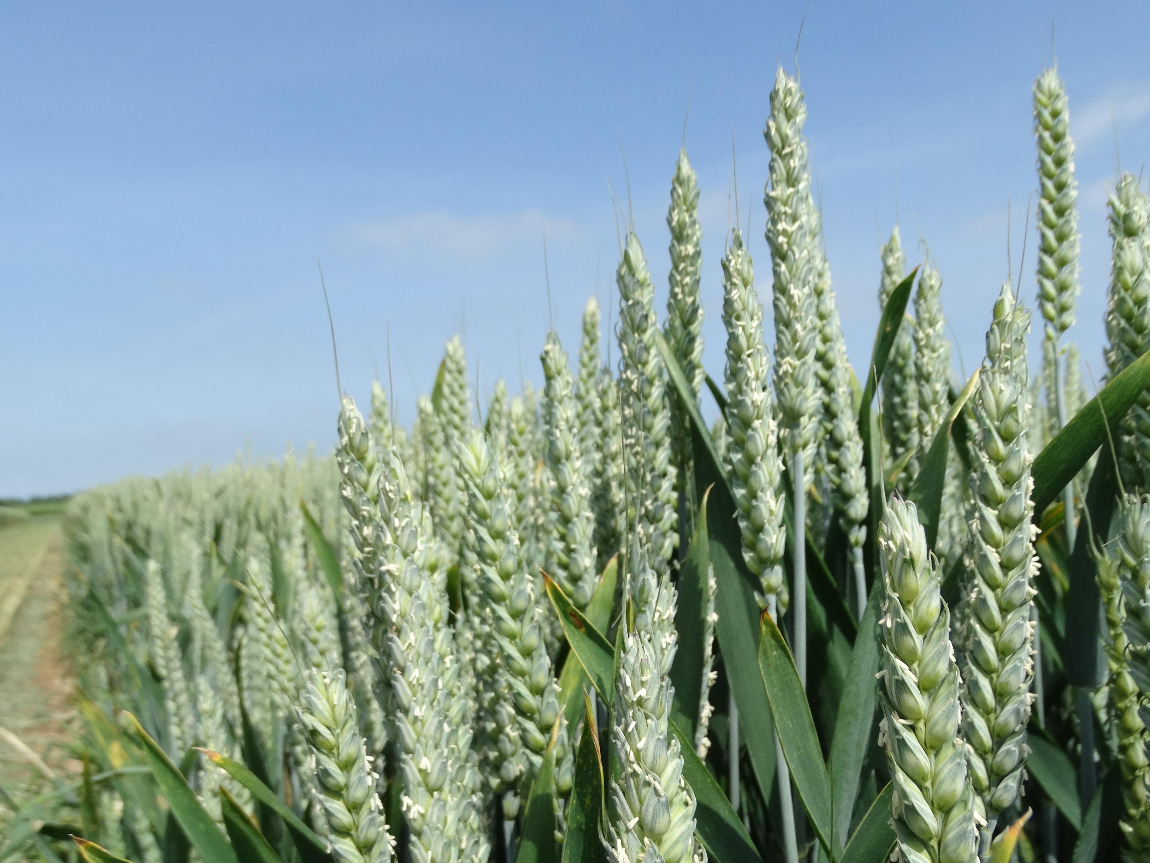 Wheat growing in a field with a blue sky in the background