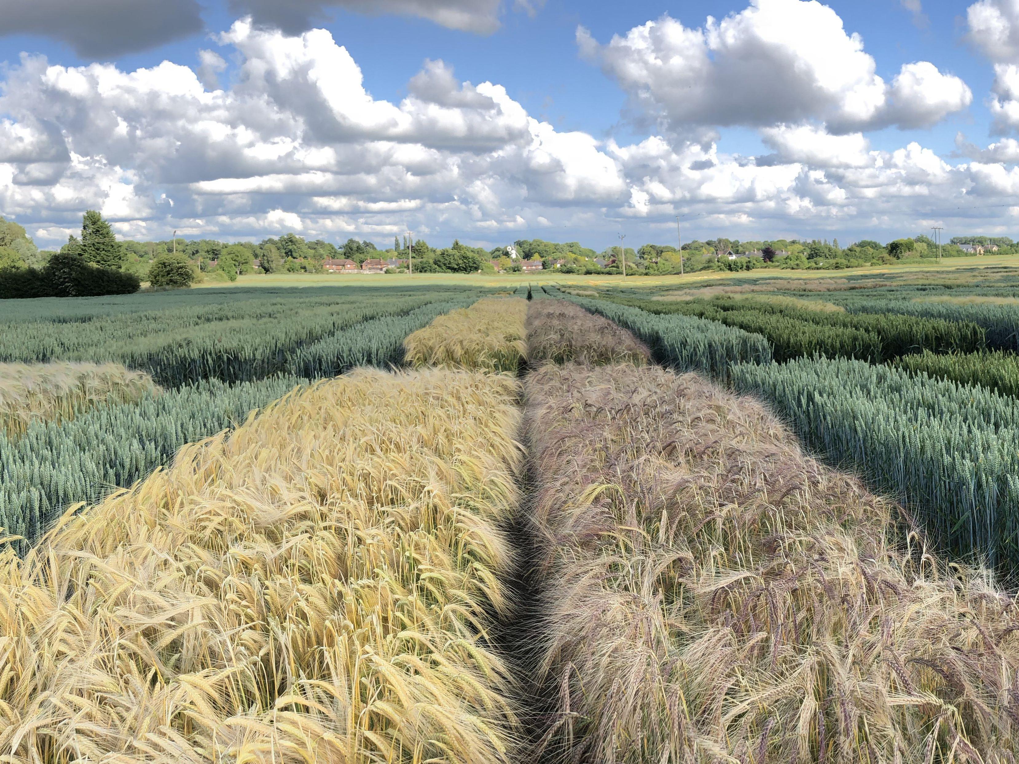 Wheat varieties growing in a field
