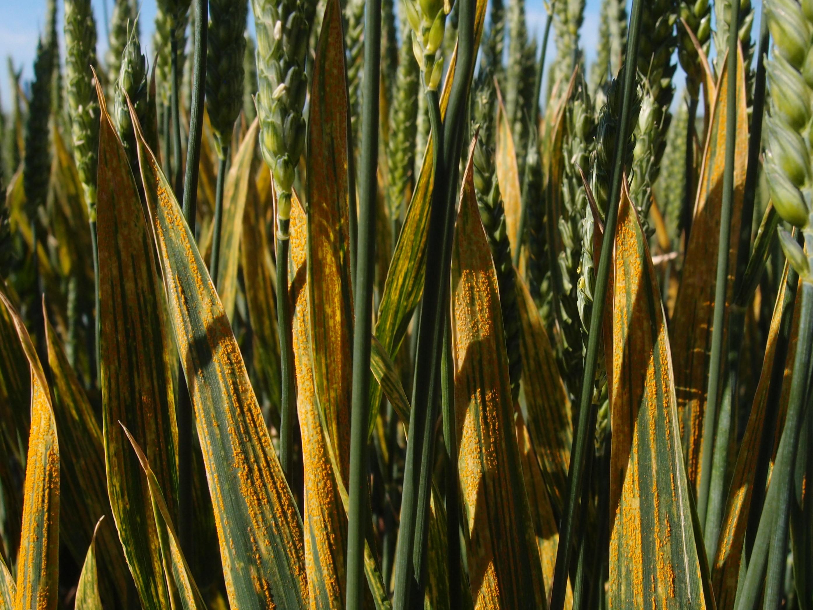 Yellow rust in wheat