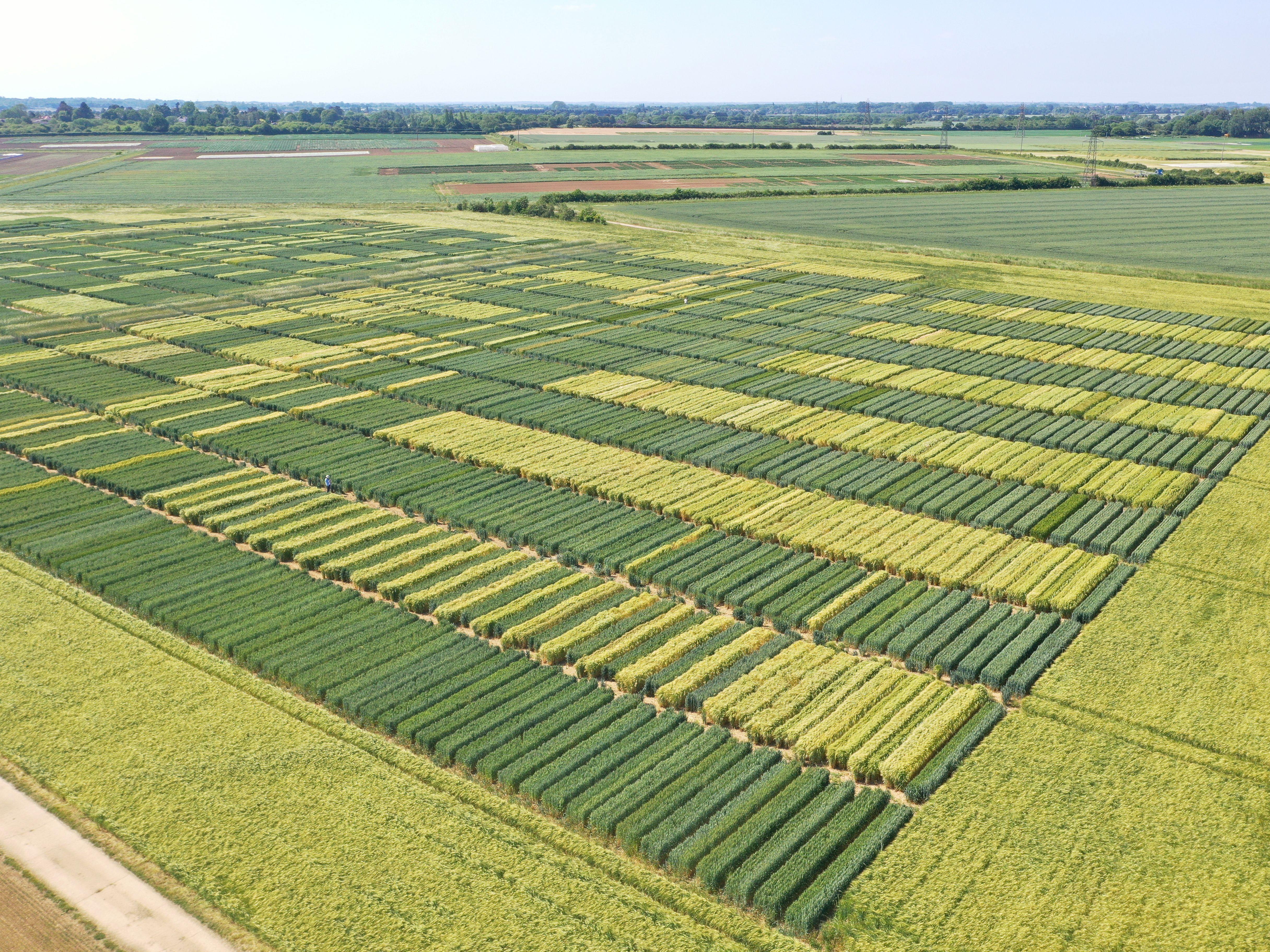 Aerial view of DUS plots at Niab