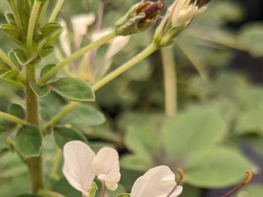 Cleome gynandra
