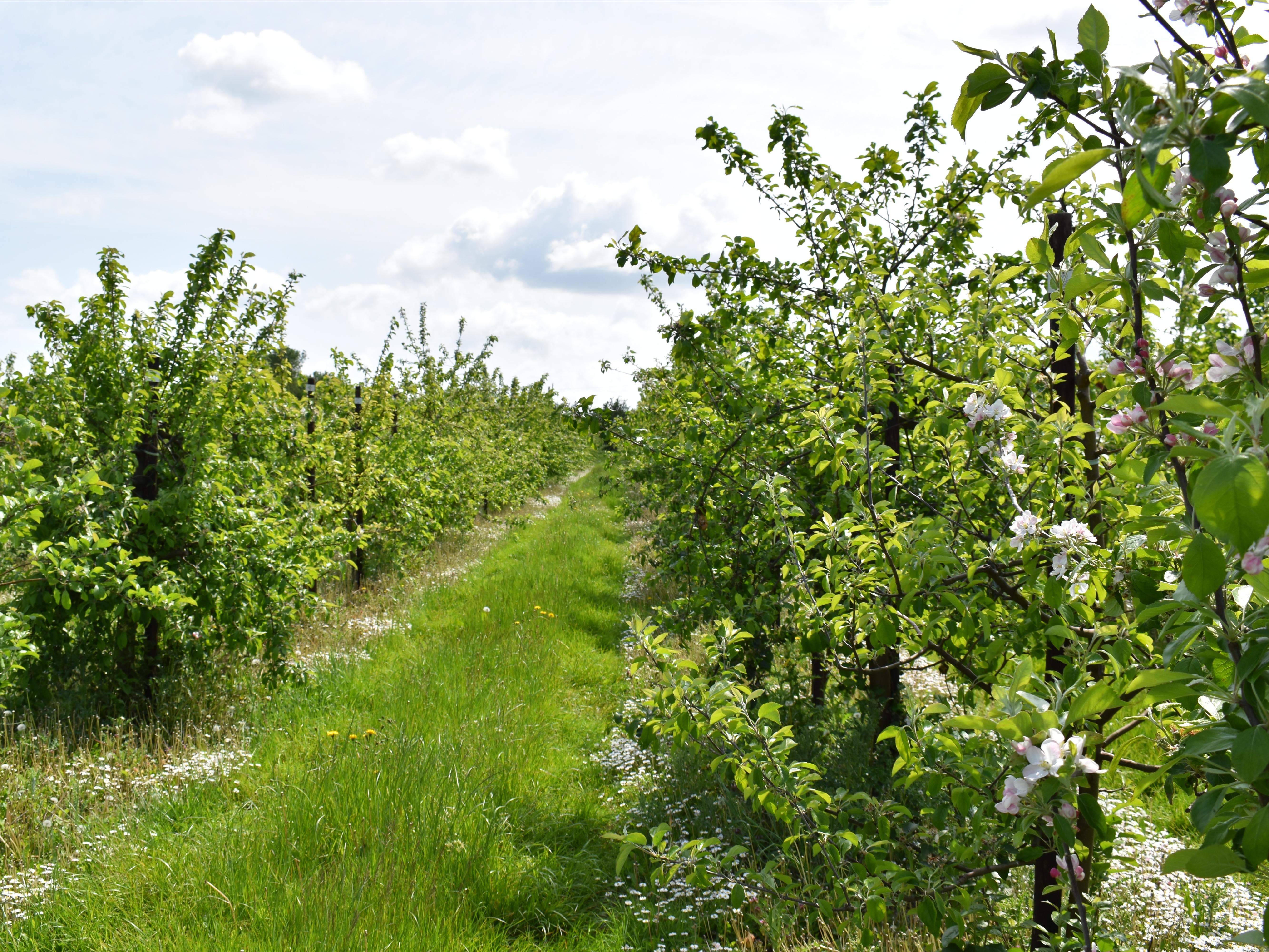 Apple orchard at East Malling