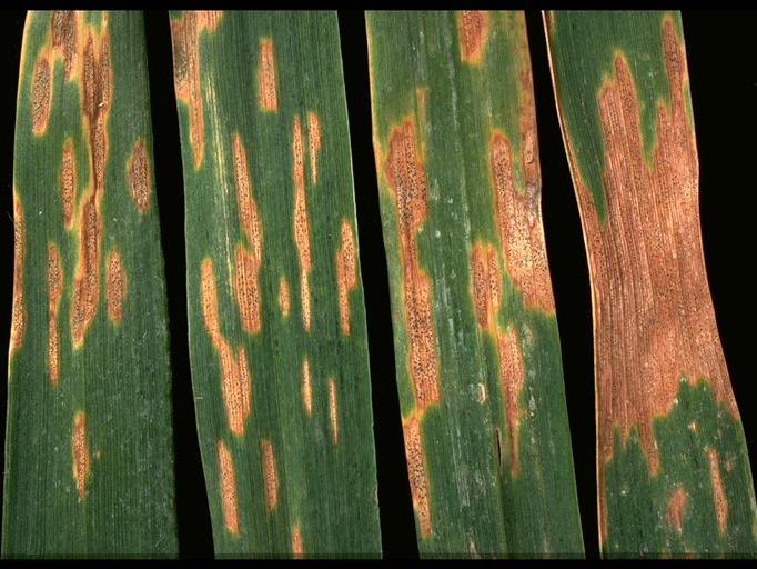 Septoria on crop leaves