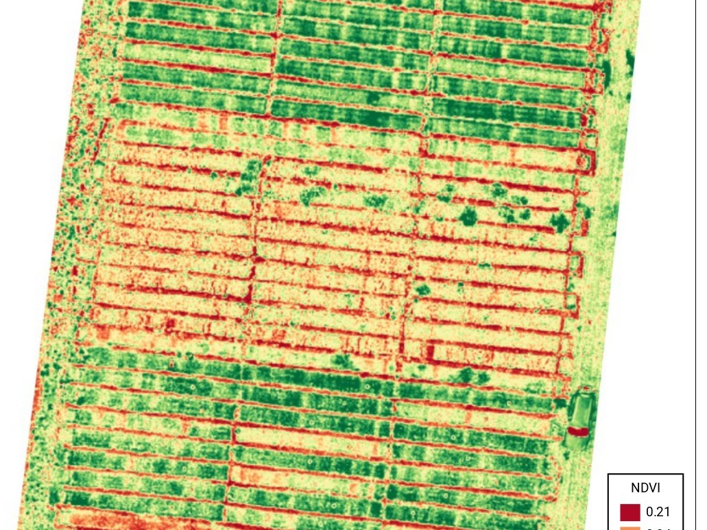NVDI Drone image of Headley Hall field trials