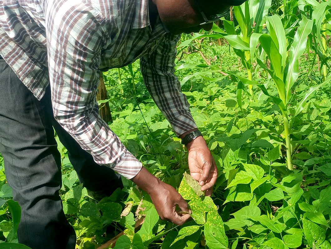 A reseacher looking at bean rust