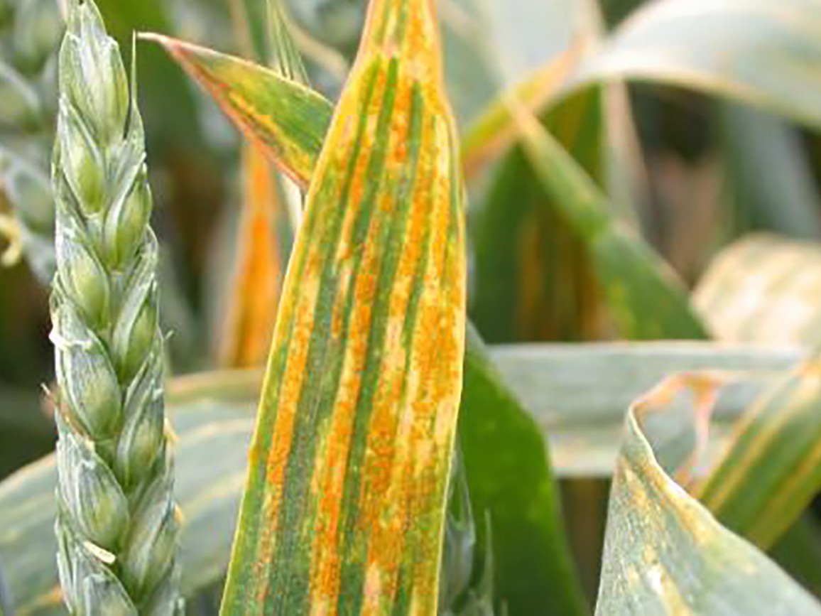 Yellow rust on wheat