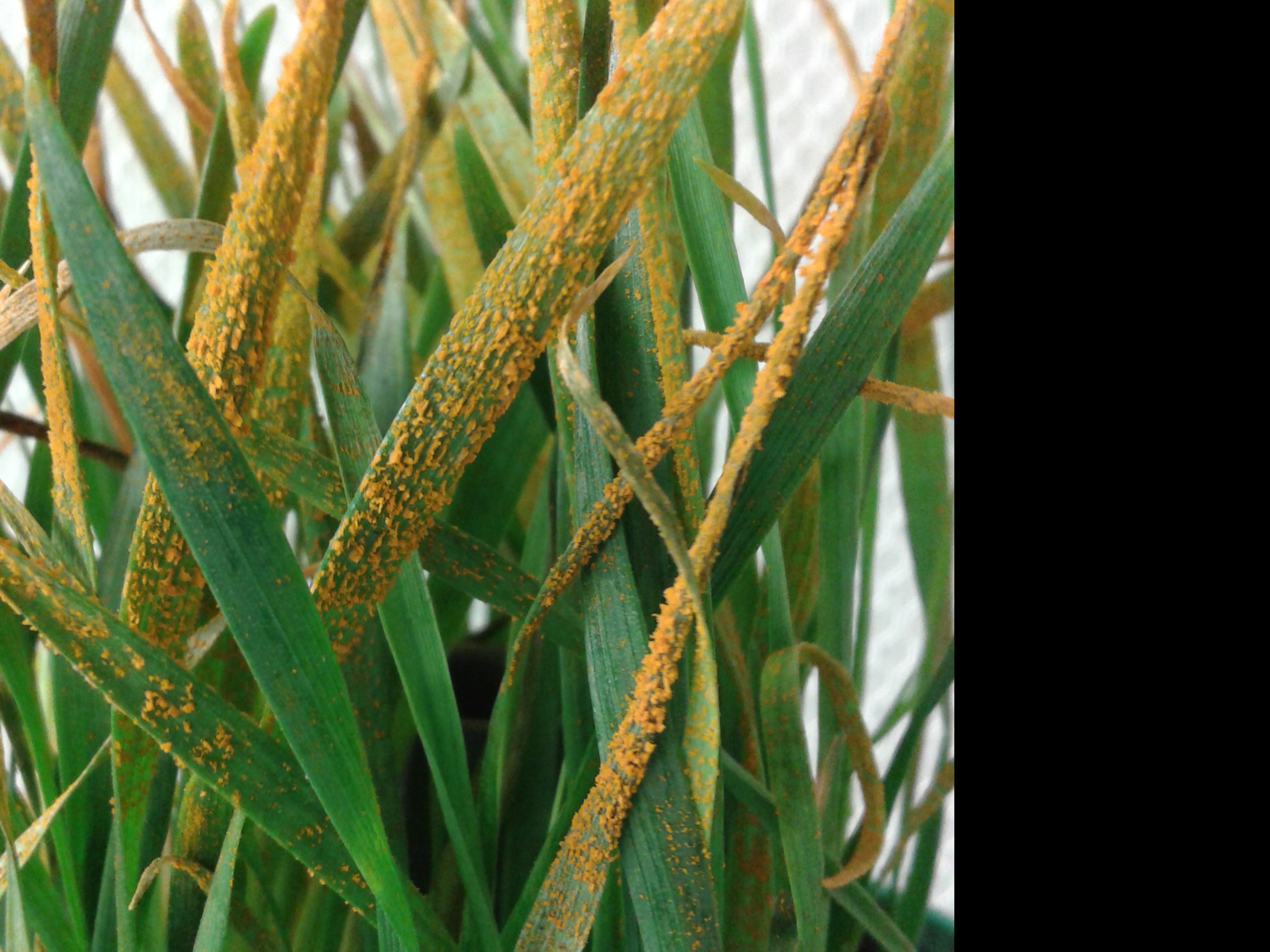 Yellow rust on wheat
