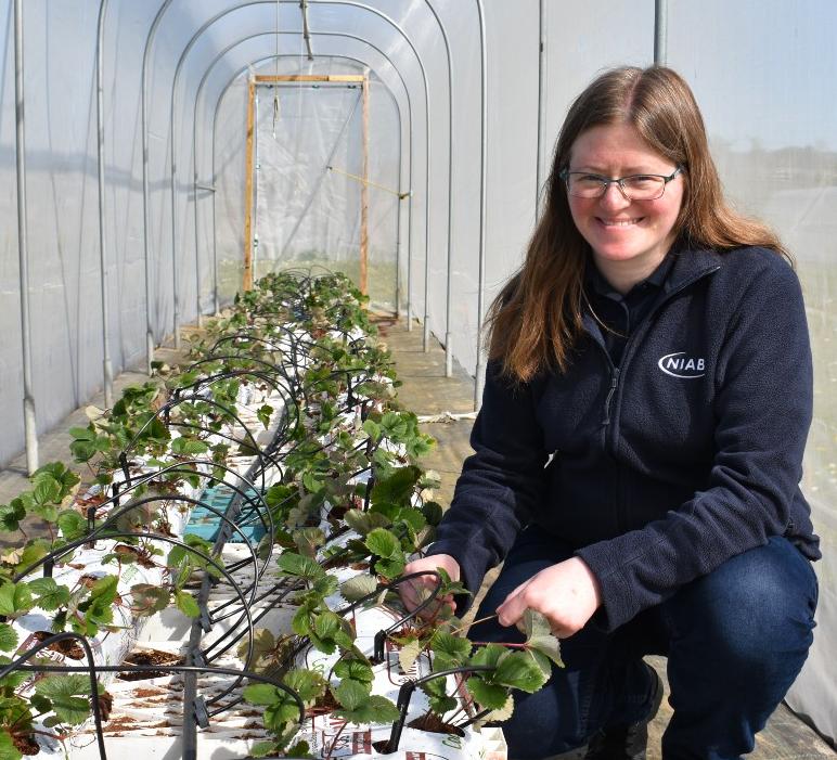 Niab staff member, Sarah Arnold, in a polytunnel