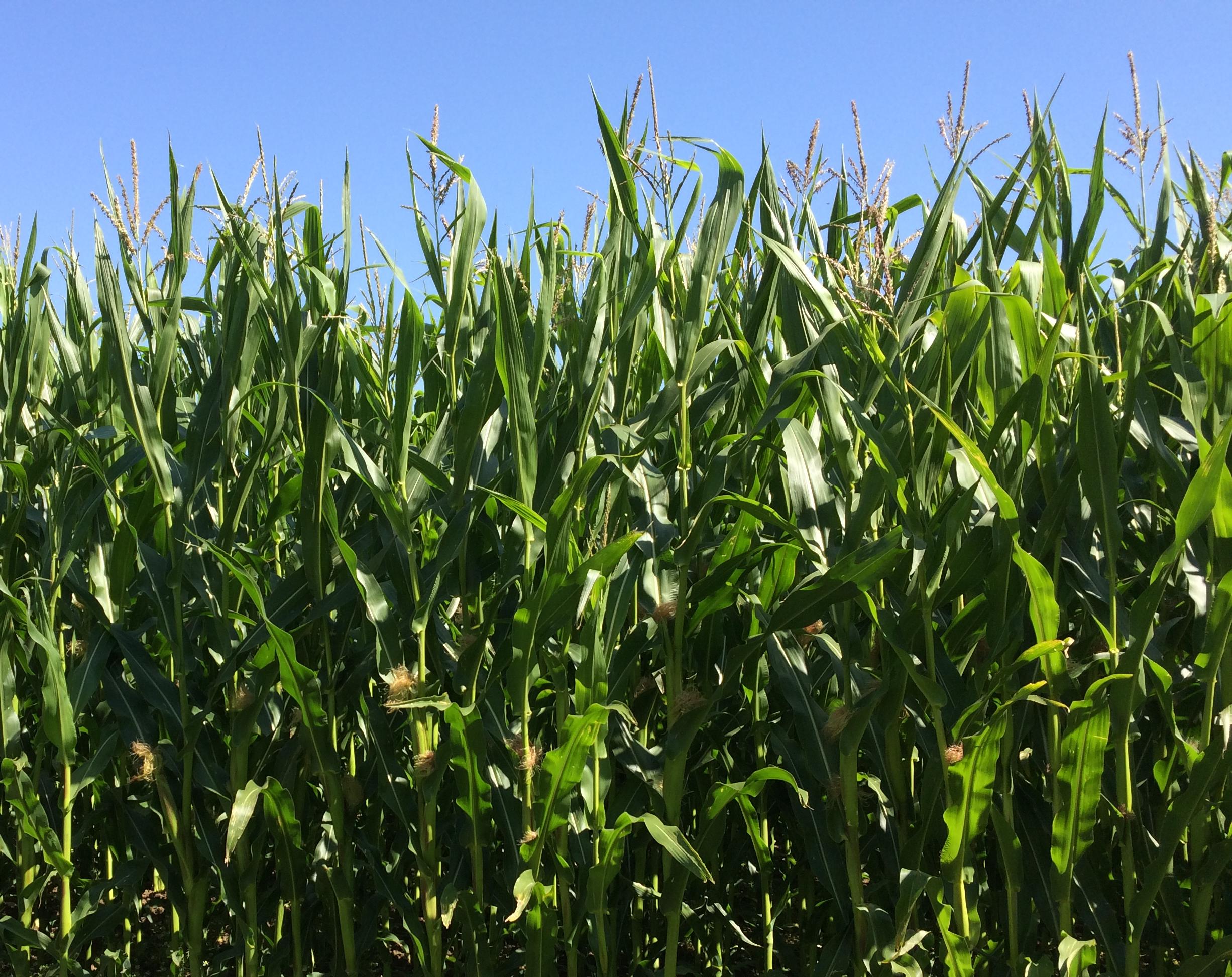 Forage maize