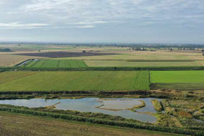 Fenland agriculture