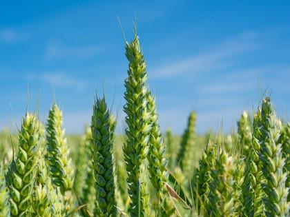 Wheat growing in a field