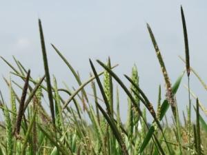 Black-grass