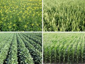 Cereal crops in a field in spring