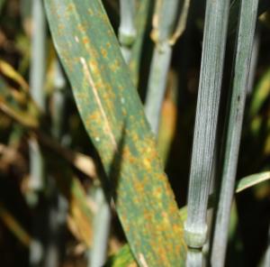 Brown rust in wheat