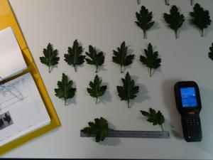 Plant characterisation